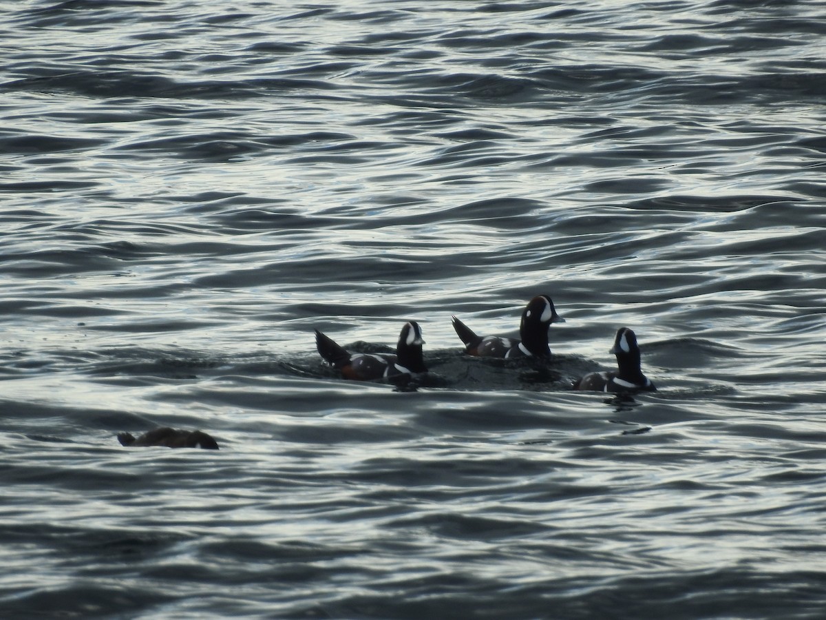 Harlequin Duck - ML625335373