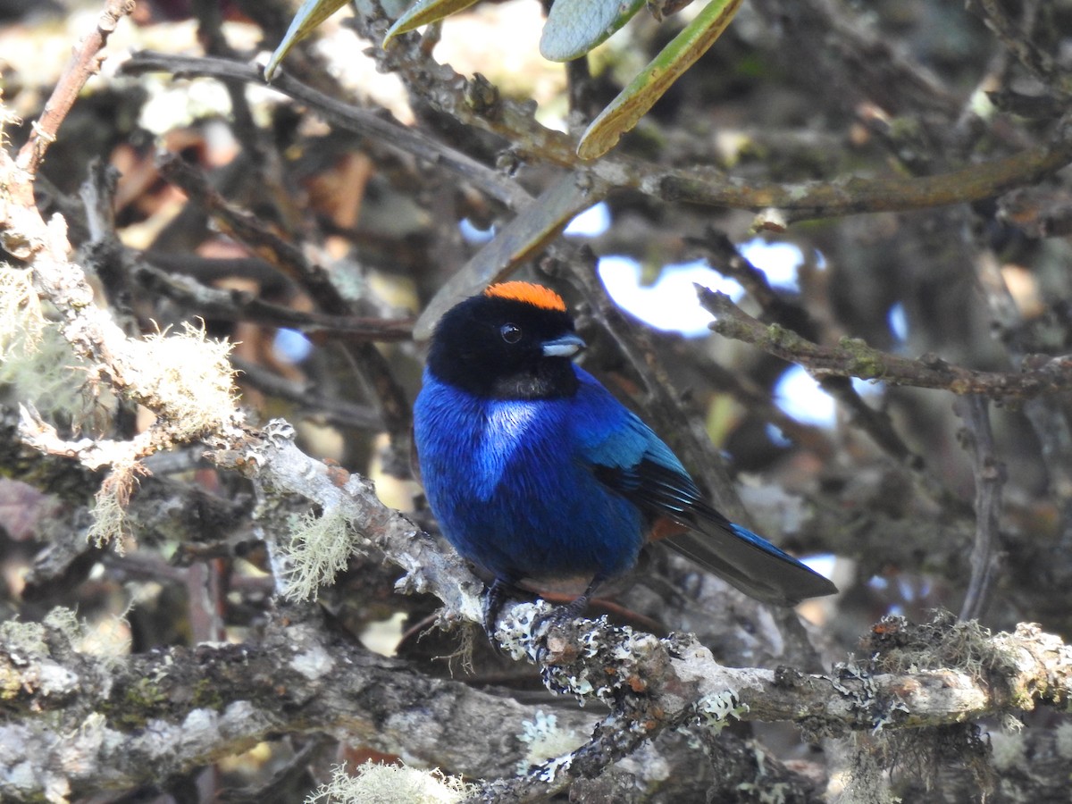 Golden-crowned Tanager - ML625335409