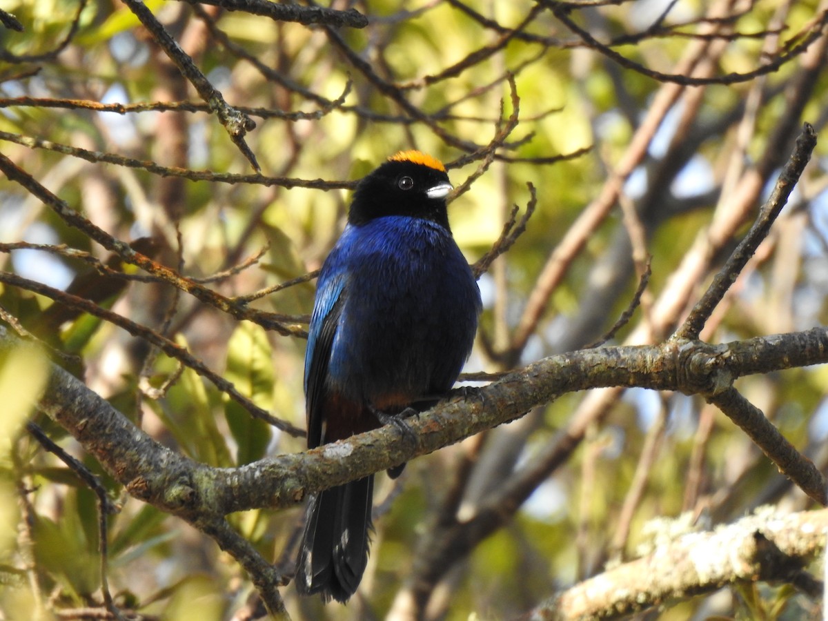 Golden-crowned Tanager - ML625335416