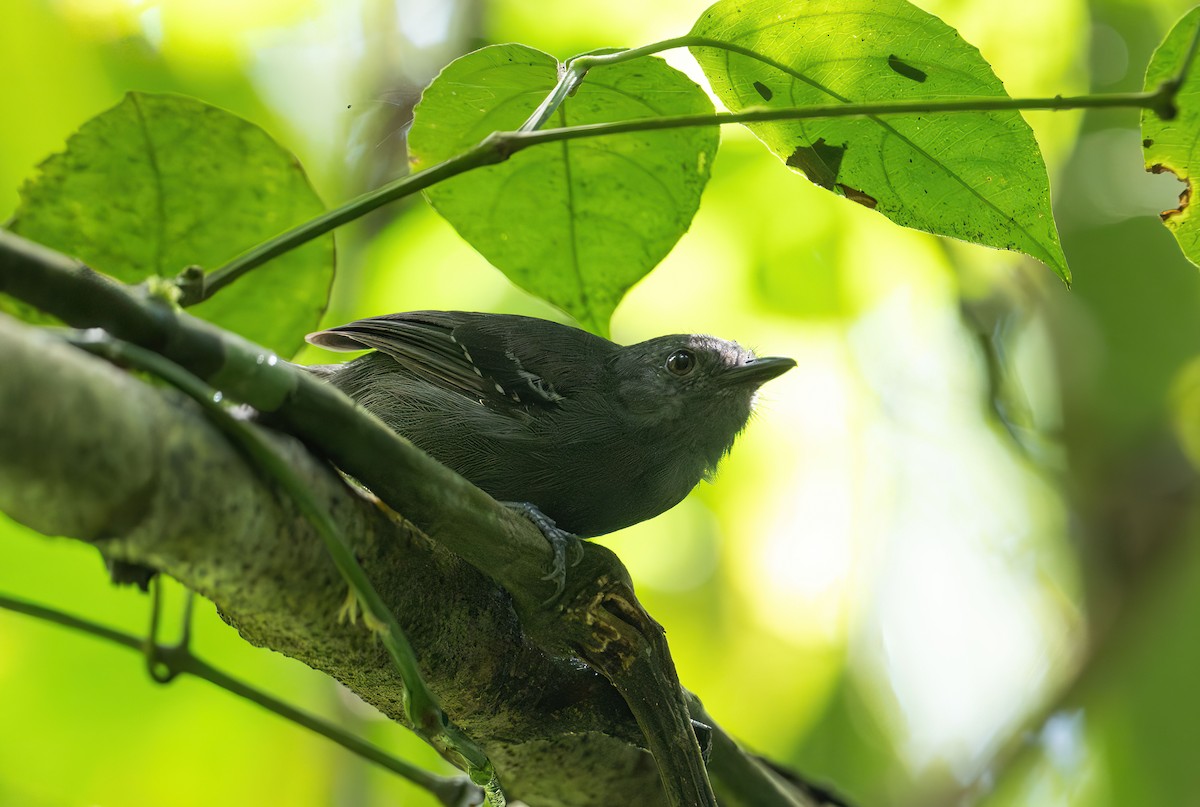 Dusky Antbird - ML625335442