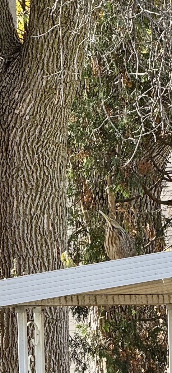 American Bittern - ML625335478