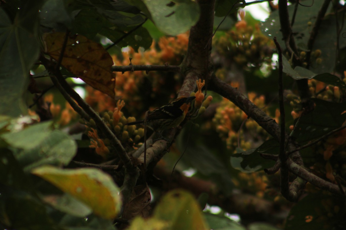 Gilded Barbet - ML625335529