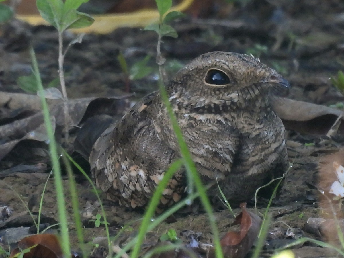 Ladder-tailed Nightjar - ML625335571