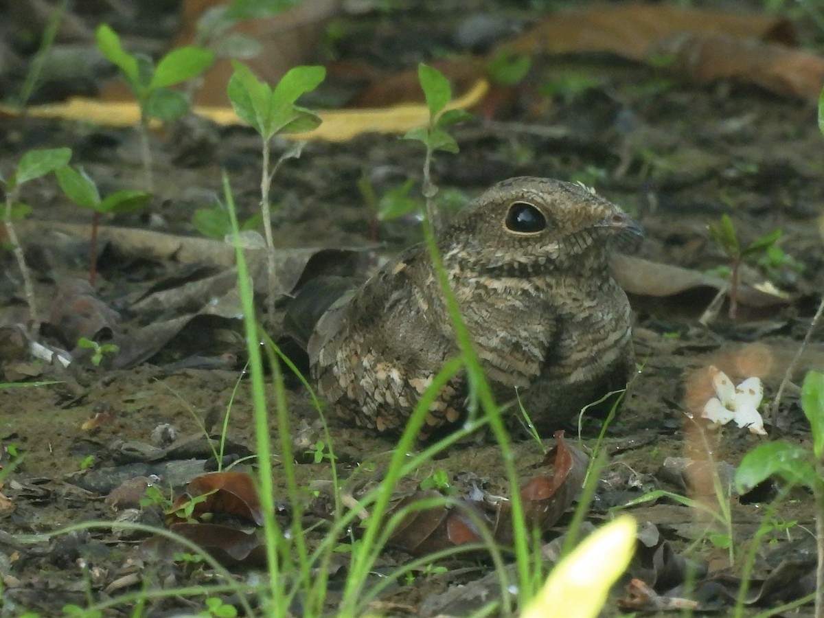 Ladder-tailed Nightjar - ML625335572