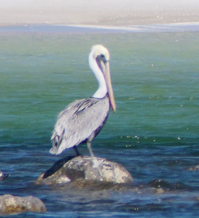 Brown Pelican - ML625335582