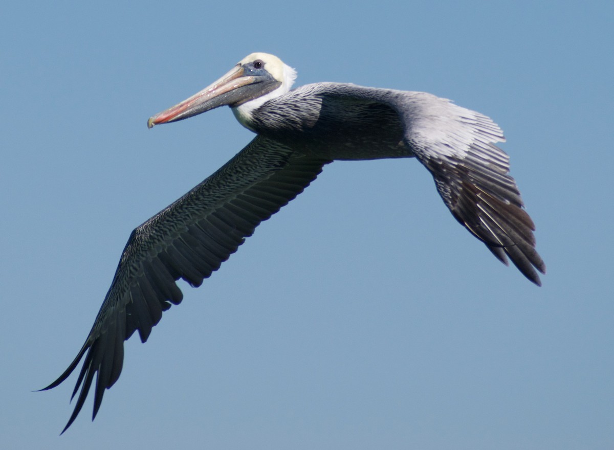 Brown Pelican - ML625335583