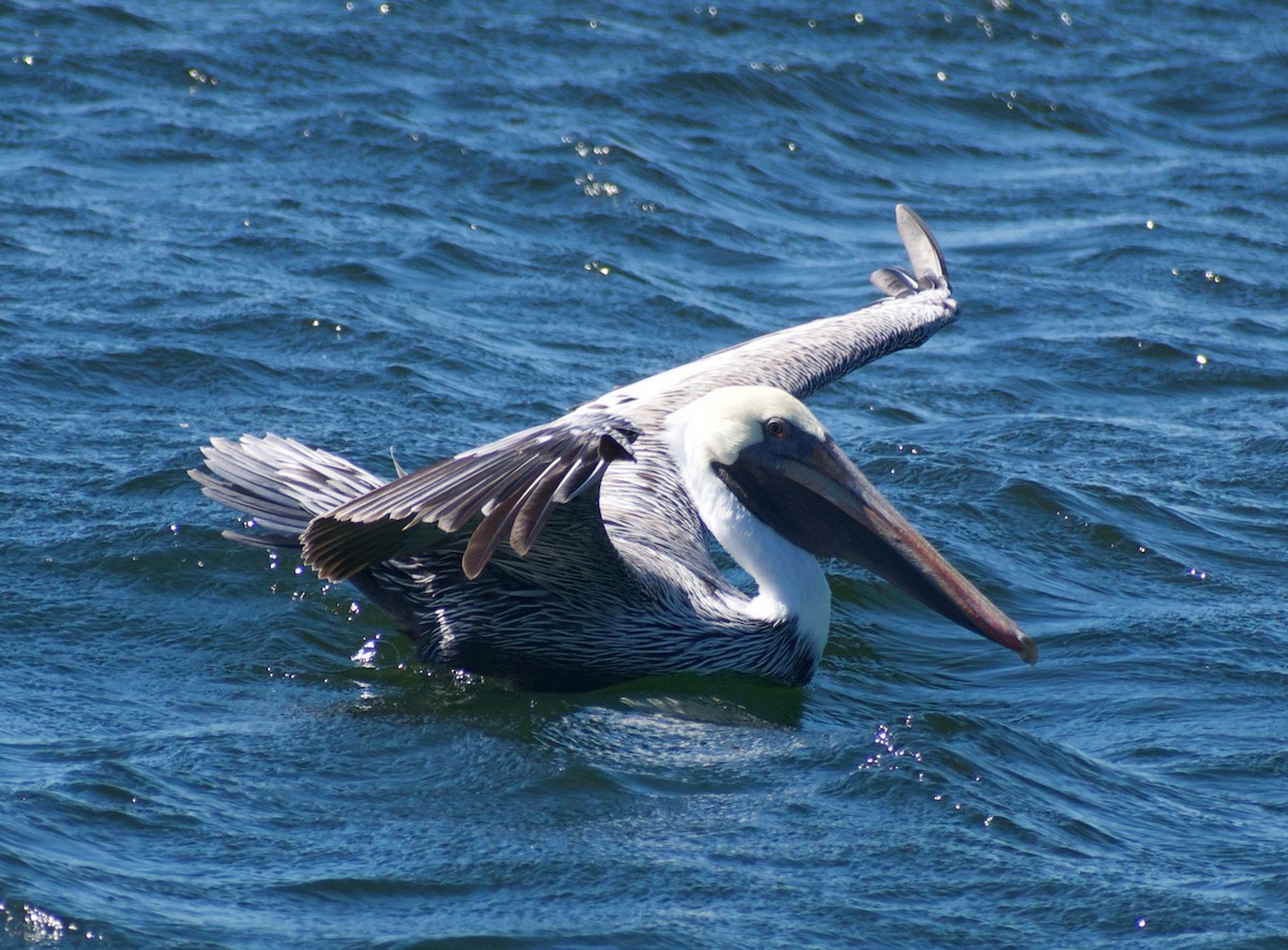 Brown Pelican - ML625335584