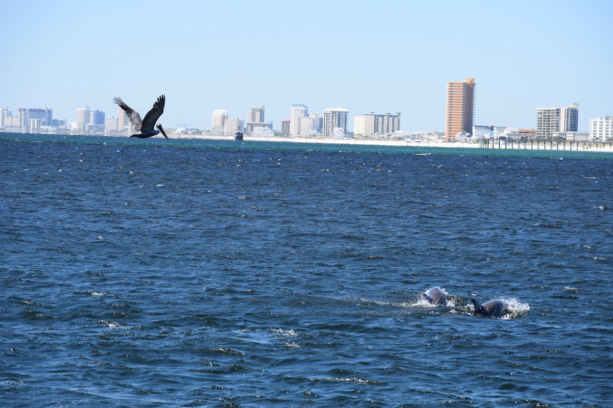 Brown Pelican - ML625335585