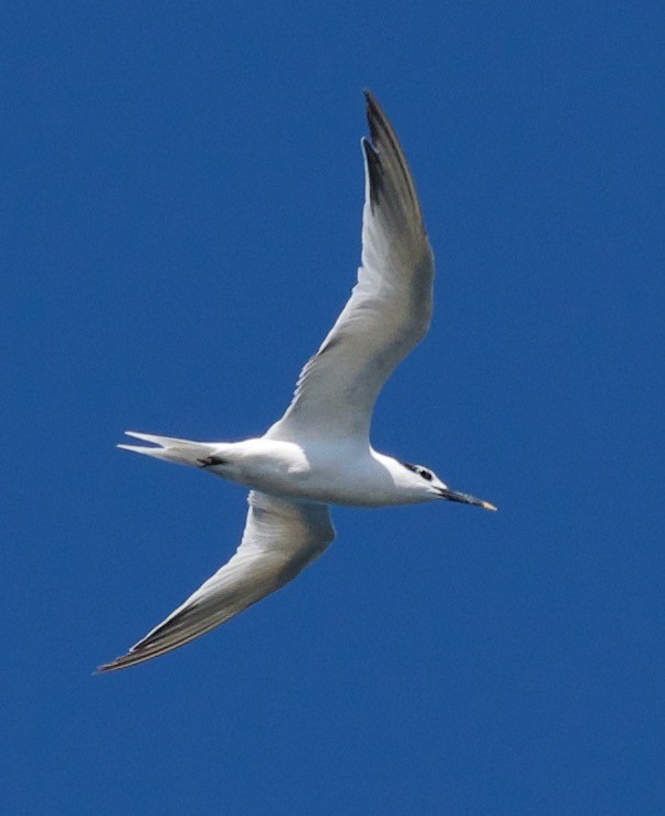 Sandwich Tern - ML625335590