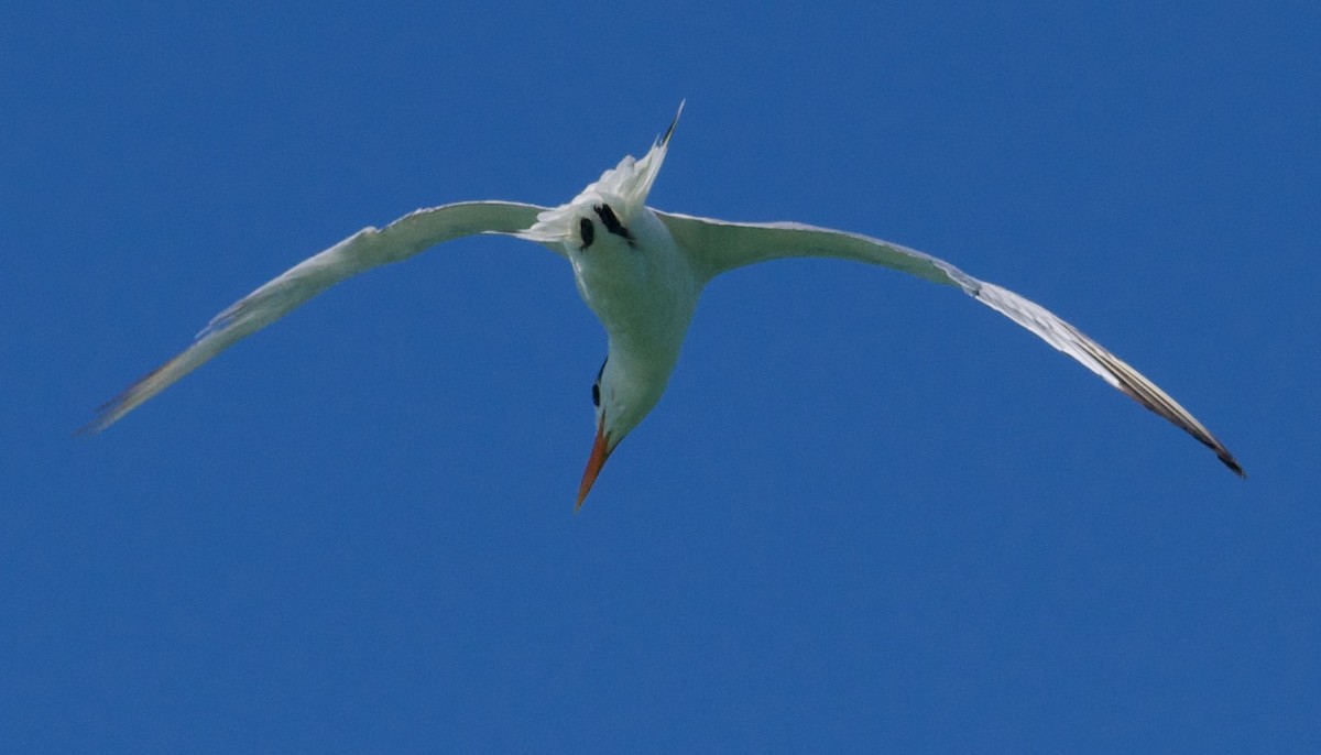 Royal Tern - ML625335604