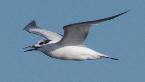 Sandwich Tern - ML625335611