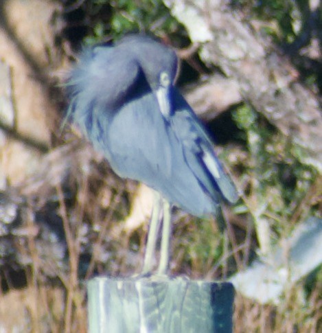 Little Blue Heron - ML625335618