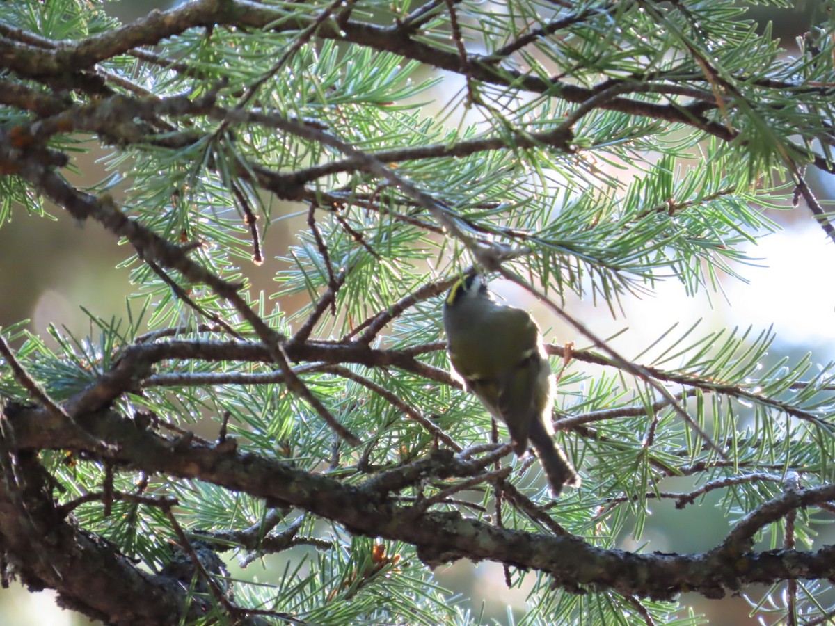 Golden-crowned Kinglet - ML625335637