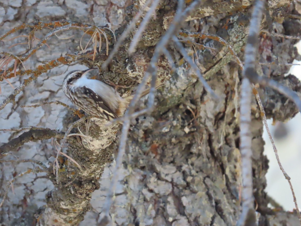 Brown Creeper - ML625335641