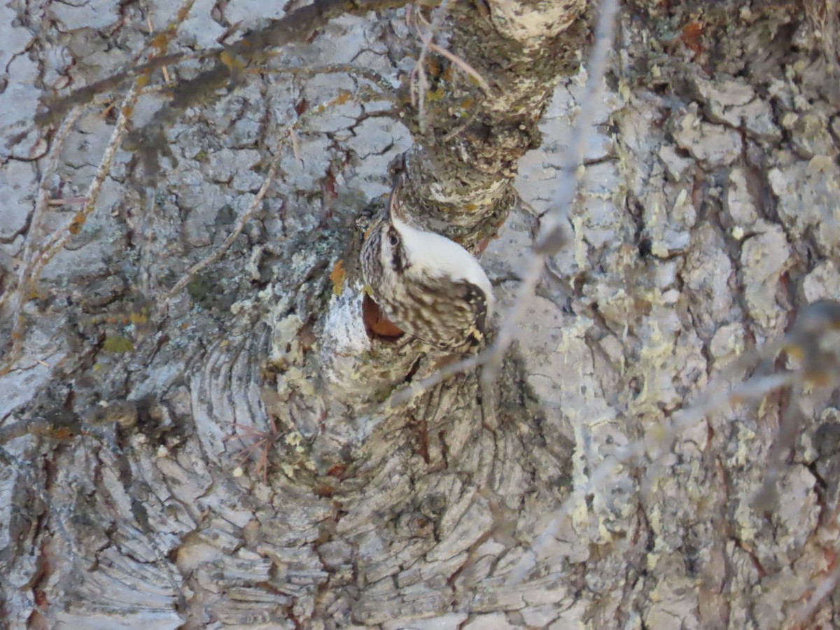 Brown Creeper - ML625335642