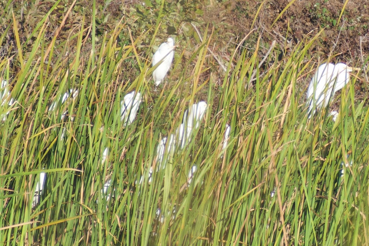 Western Cattle-Egret - ML625335682