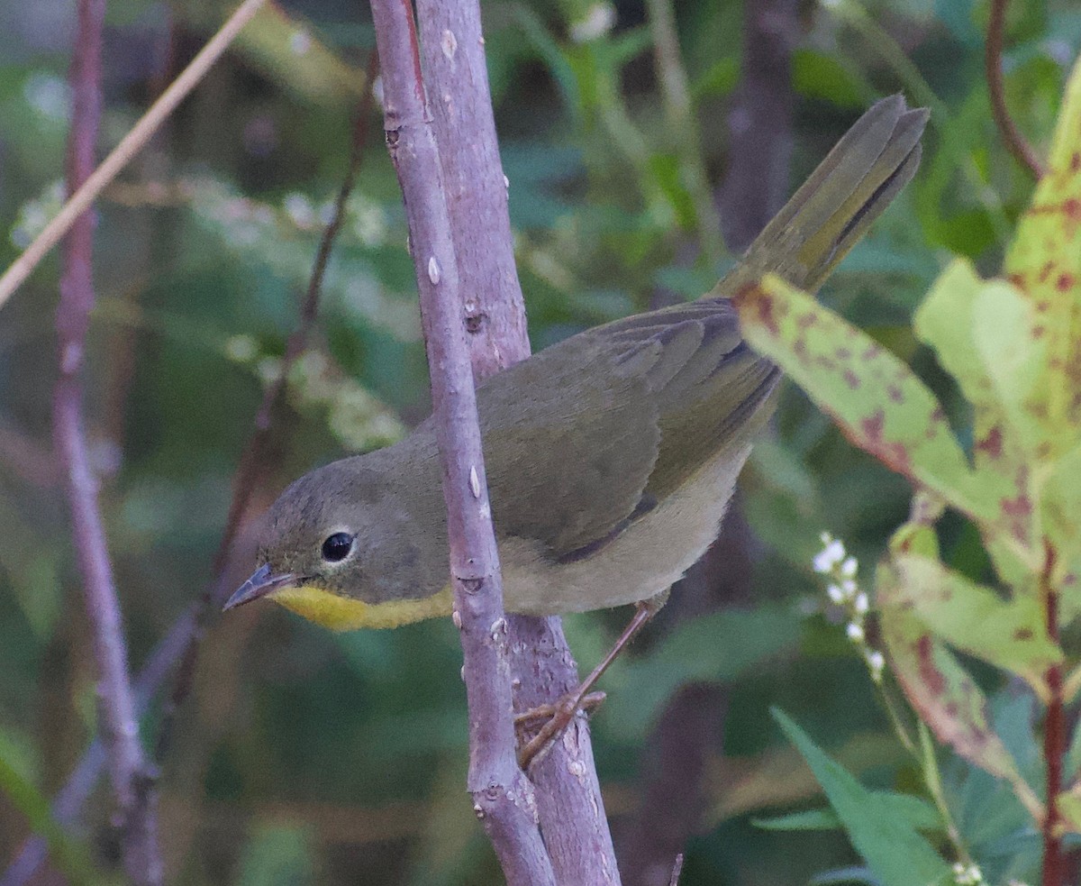 Common Yellowthroat - ML625335701