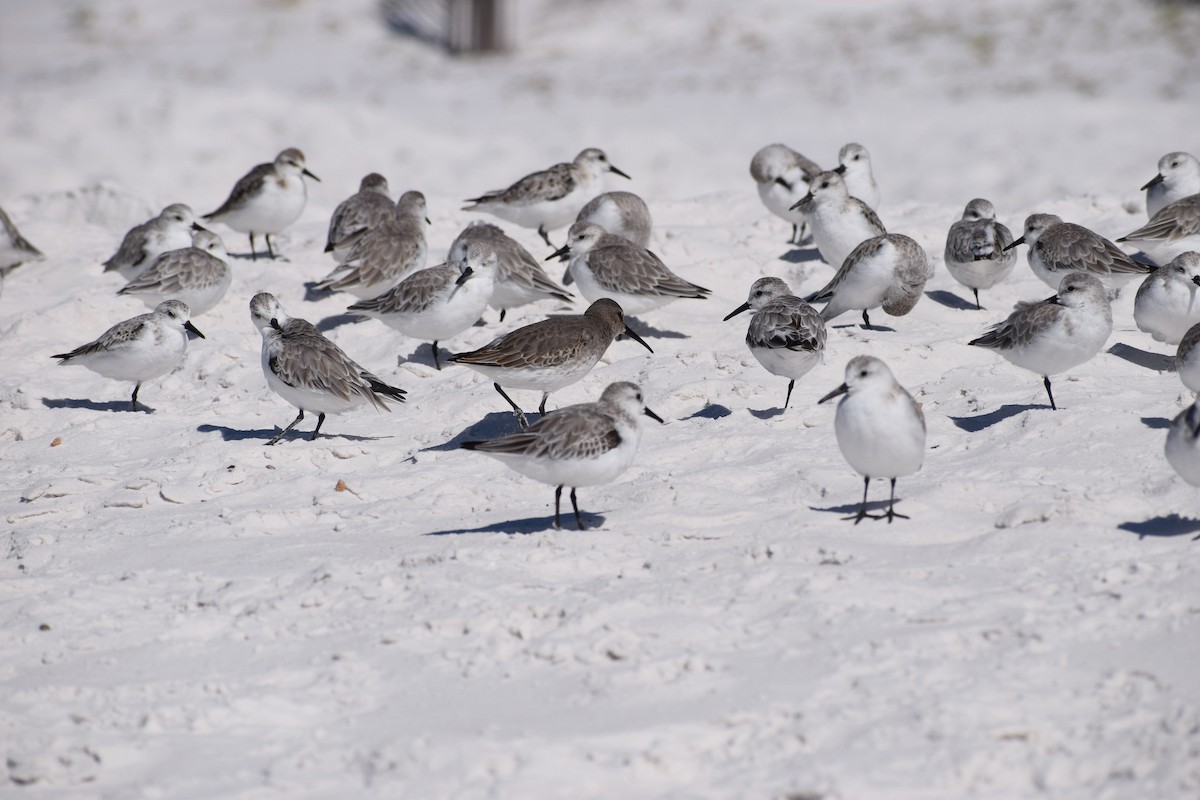 Sanderling - ML625335746