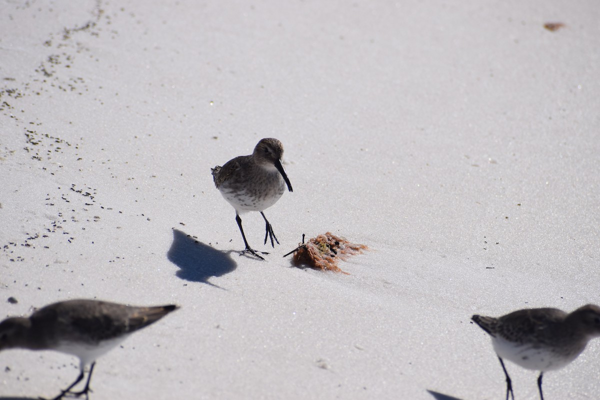 Dunlin - ML625335751