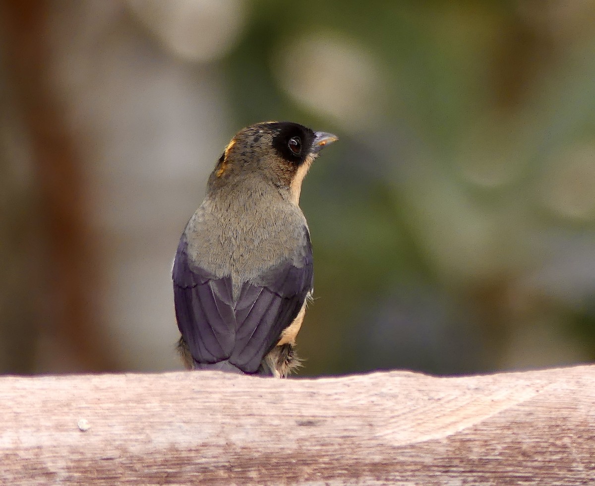 Black-goggled Tanager - ML625335762