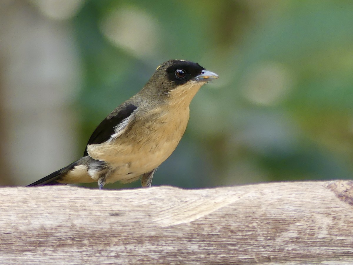 Black-goggled Tanager - ML625335763