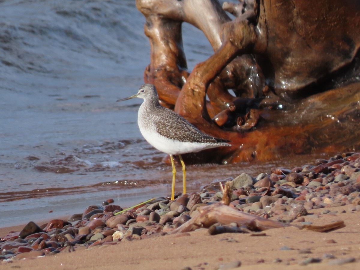 Greater Yellowlegs - ML625335766