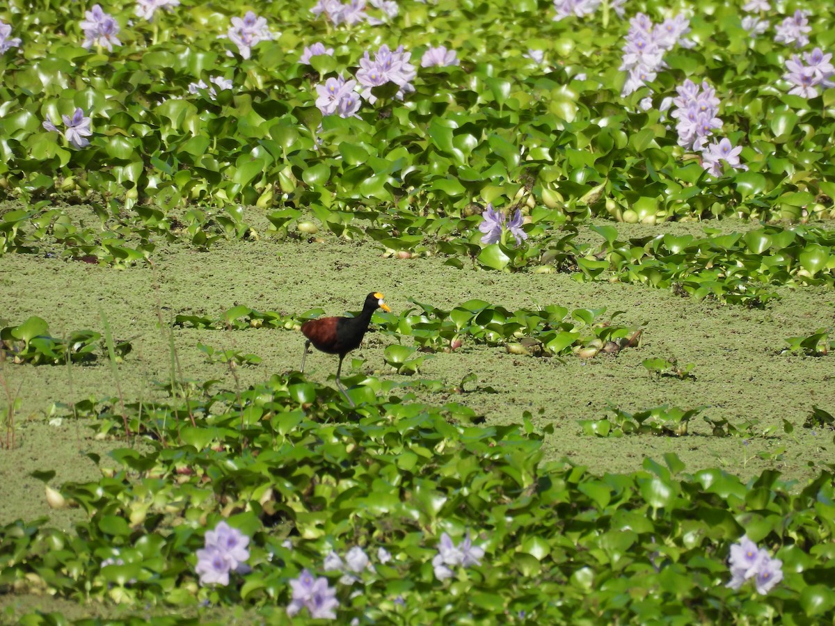 Northern Jacana - ML625335836