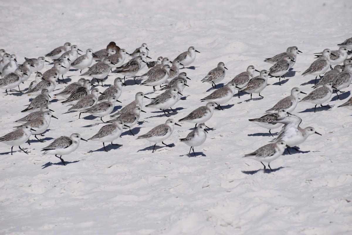 Sanderling - ML625335837