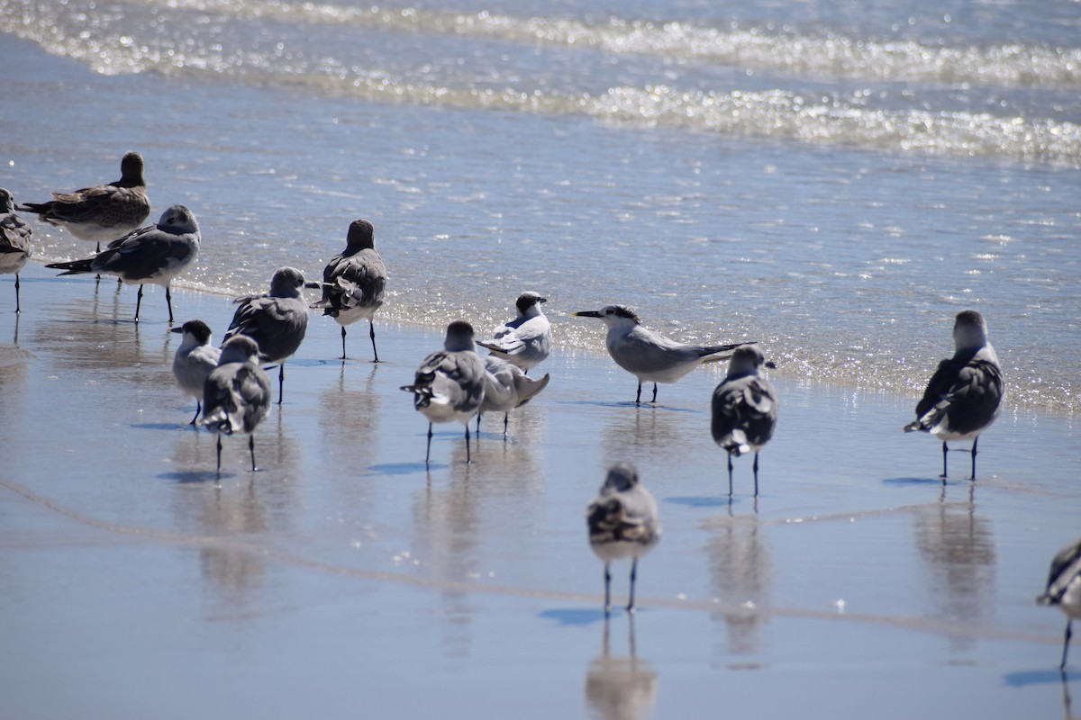 Sandwich Tern - ML625335840