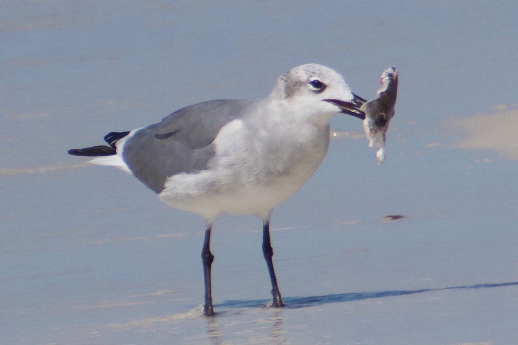 Laughing Gull - ML625335846