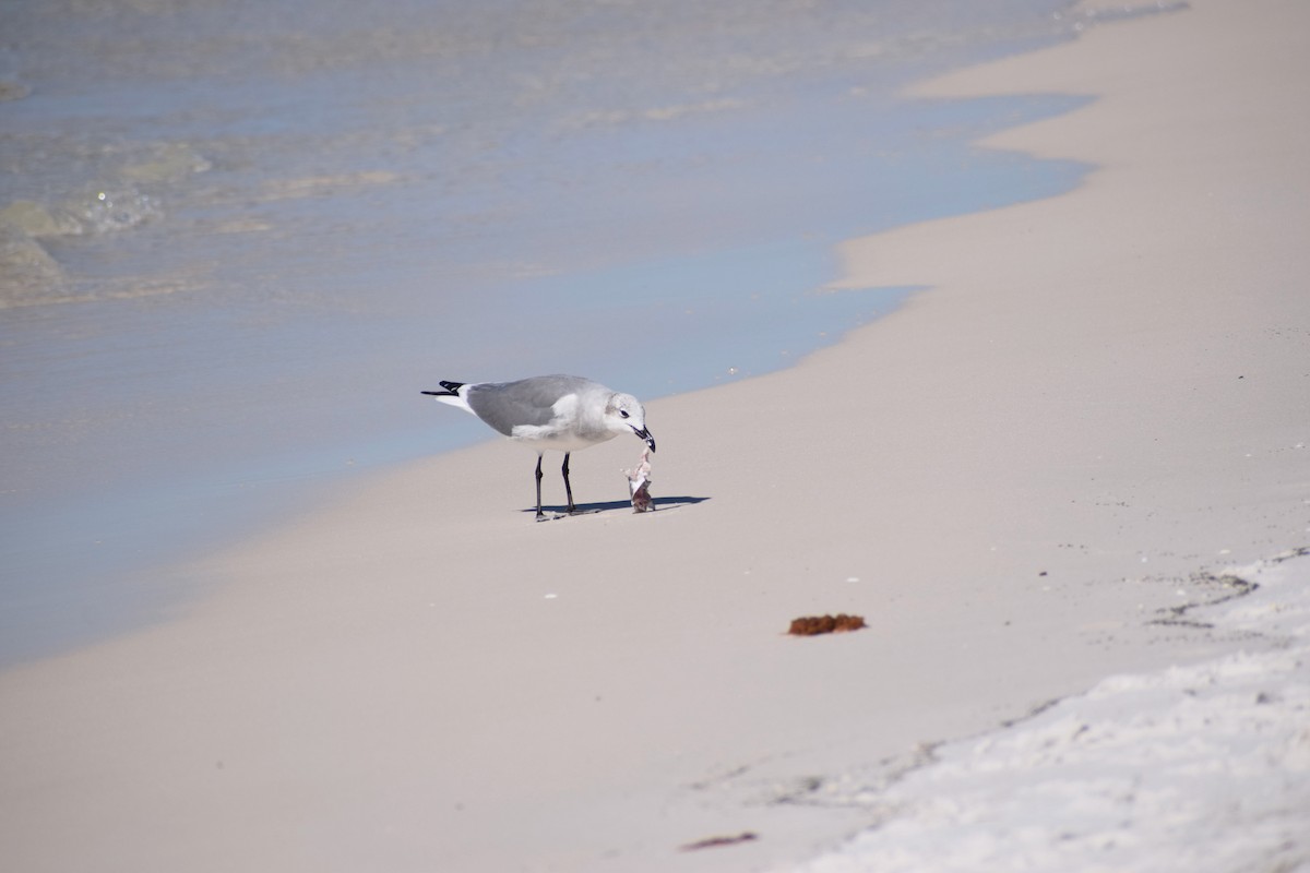 Laughing Gull - ML625335847