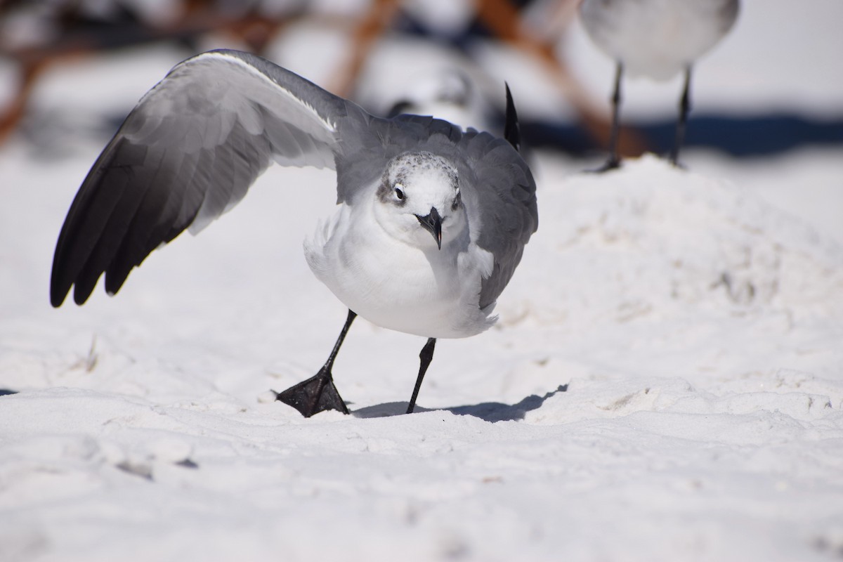 Laughing Gull - ML625335859