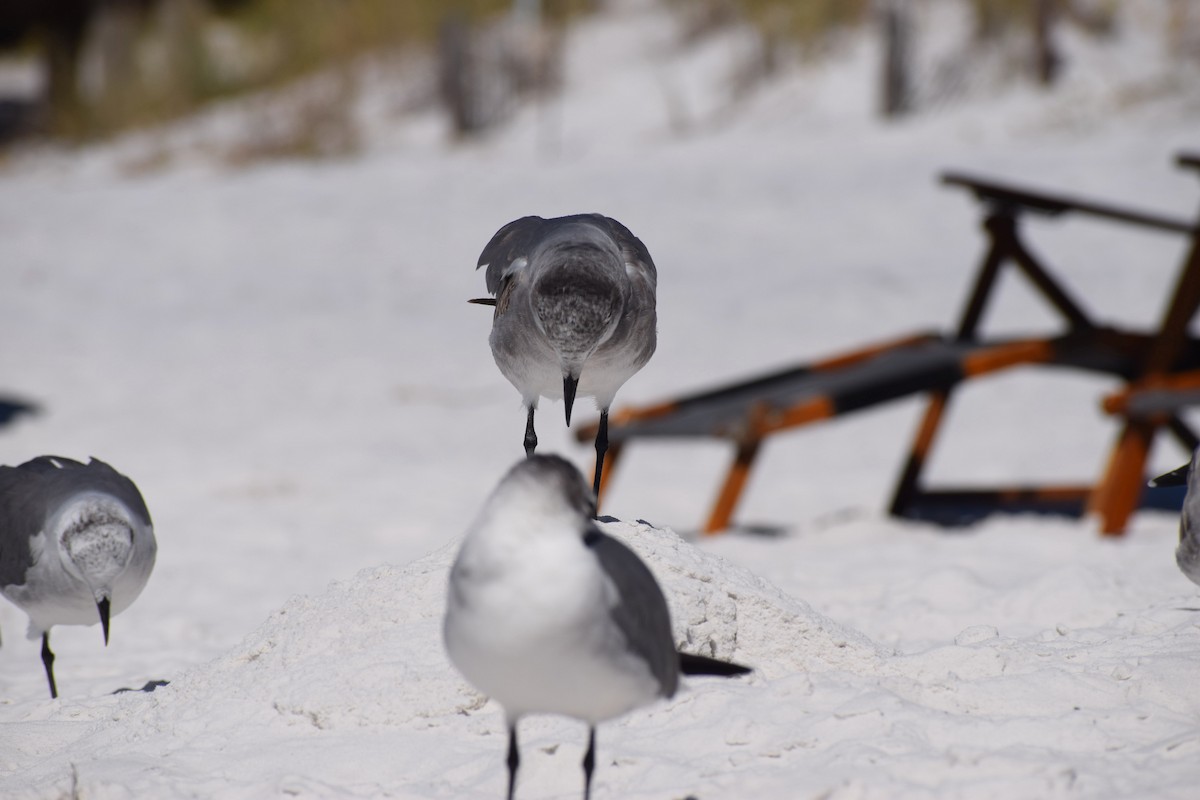 Laughing Gull - ML625335860