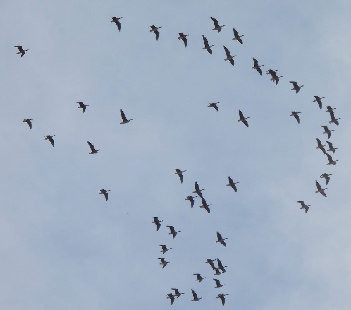 Greater White-fronted Goose - ML625335937