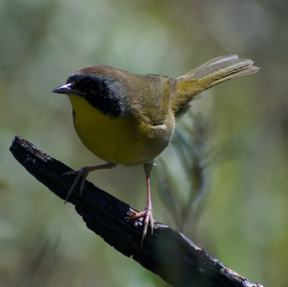 Common Yellowthroat - ML625335939