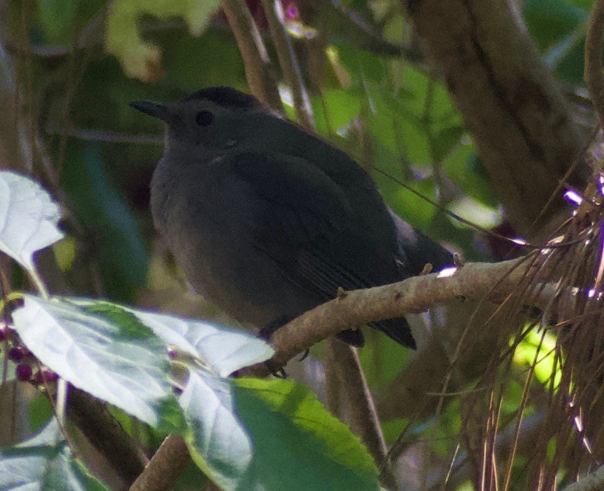 Gray Catbird - ML625335946