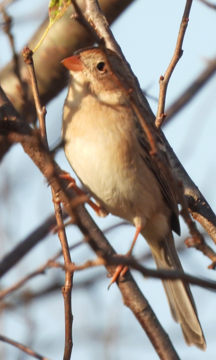 Field Sparrow - ML625335953