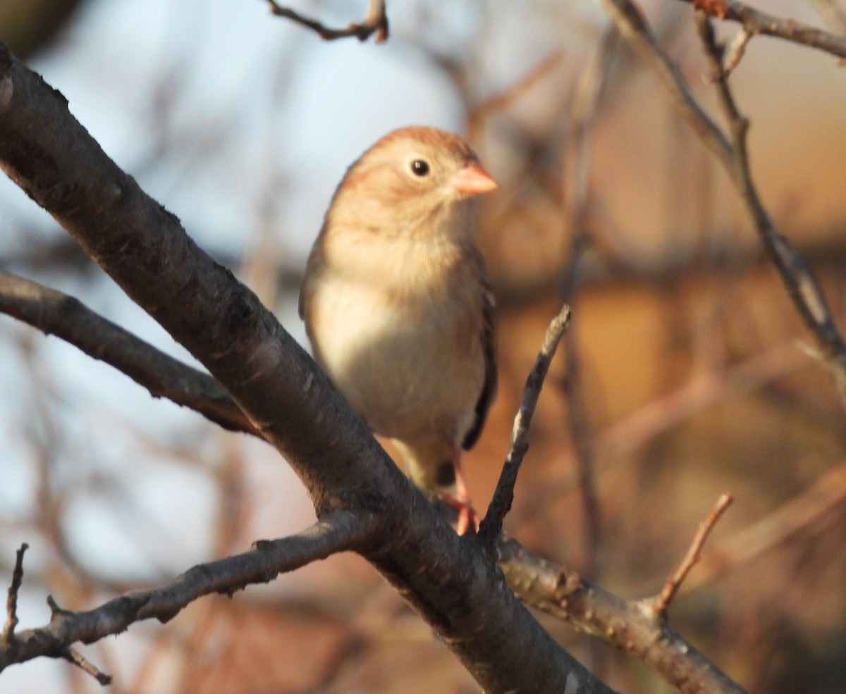 Field Sparrow - ML625335954