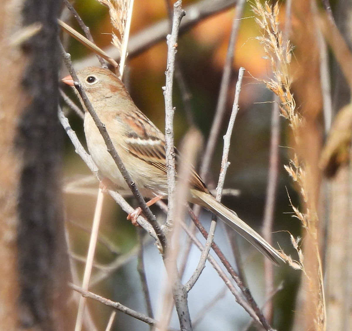 Field Sparrow - ML625335955