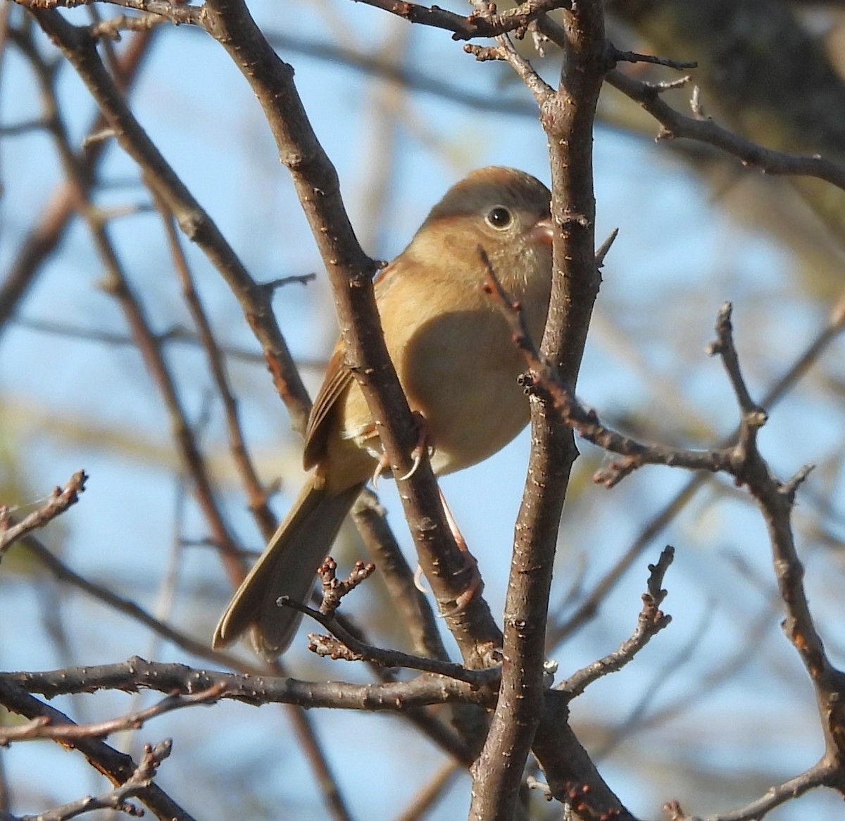 Field Sparrow - ML625335956