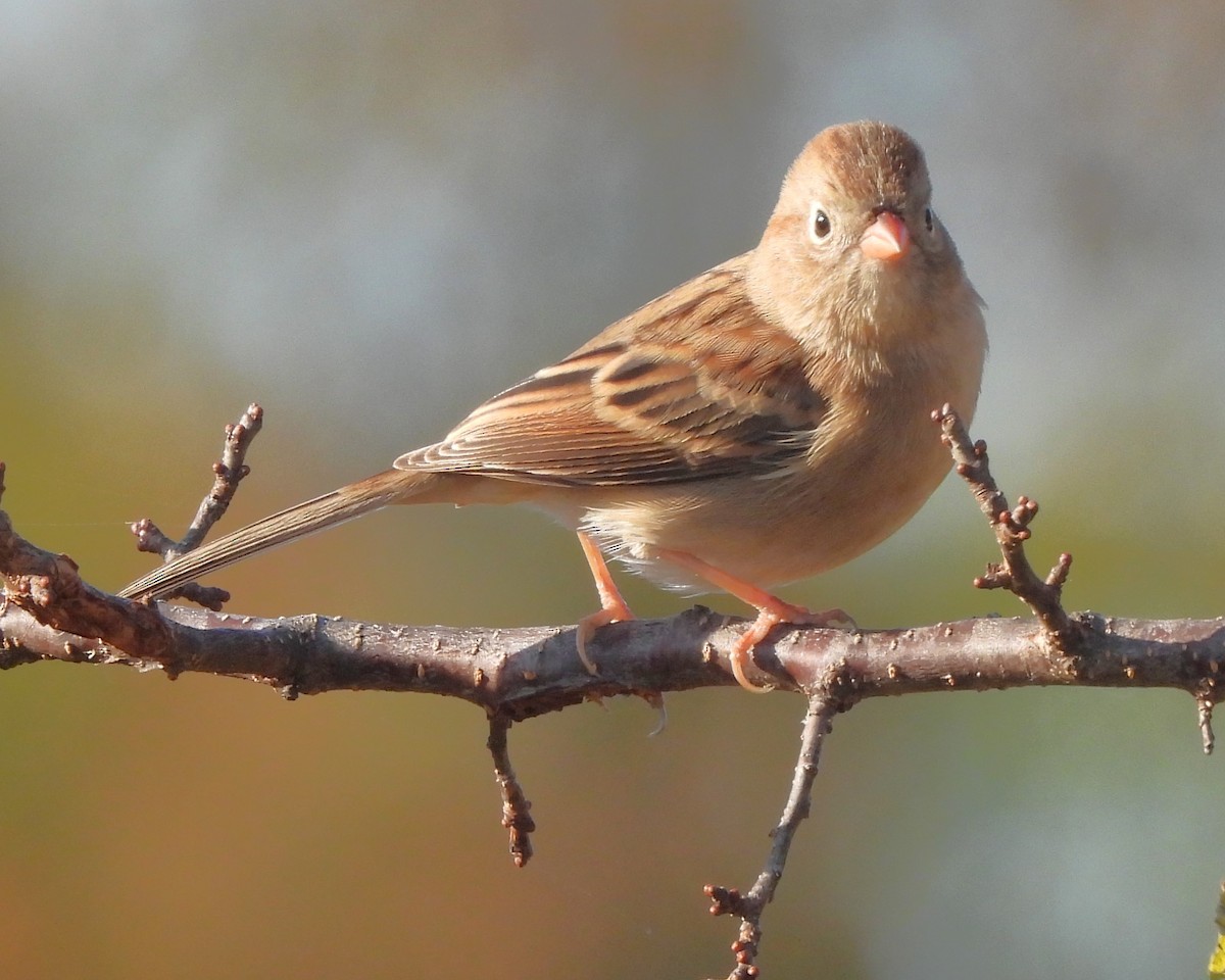 Field Sparrow - ML625335957