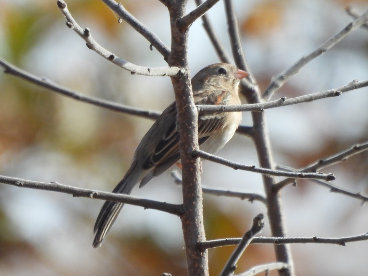 Field Sparrow - ML625335959