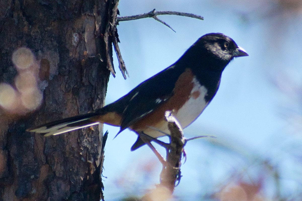 Eastern Towhee (White-eyed) - ML625335961