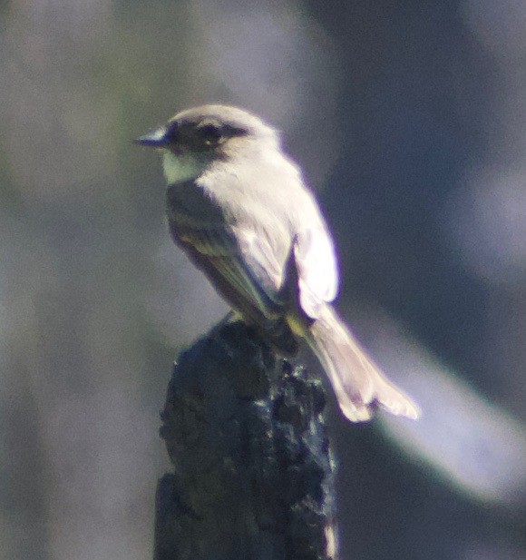 Eastern Phoebe - ML625335969