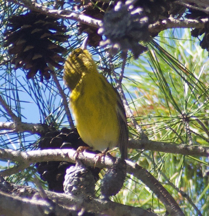 Pine Warbler - ML625335971