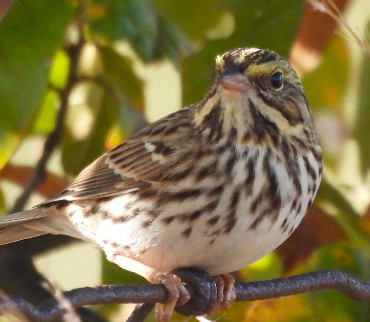 Savannah Sparrow - ML625335976