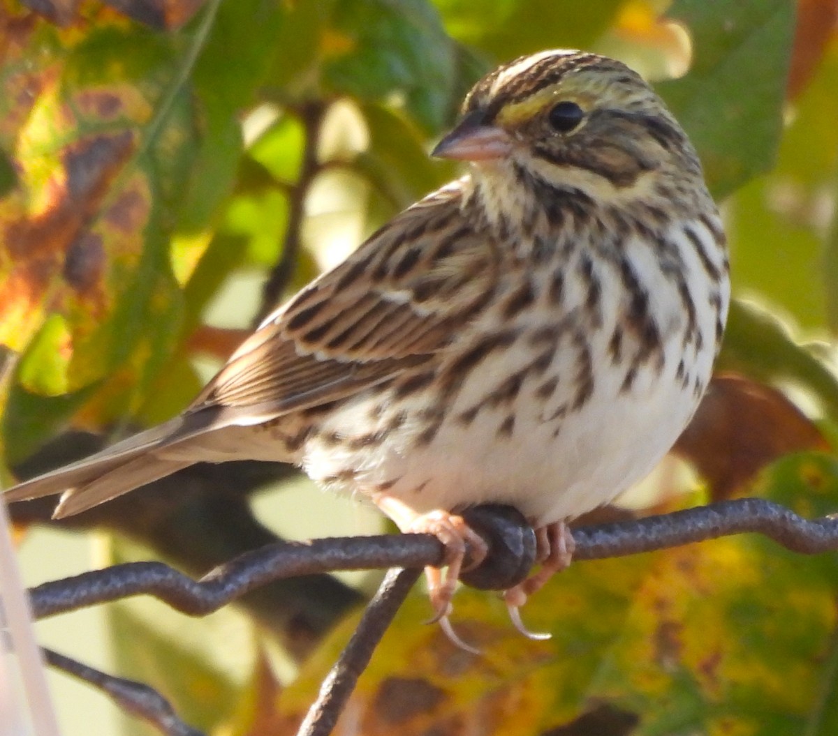 Savannah Sparrow - ML625335978