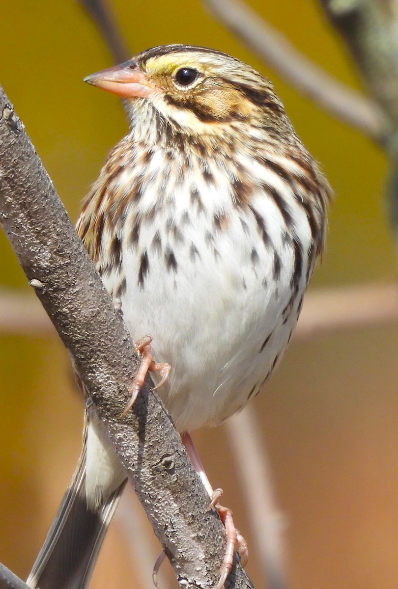 Savannah Sparrow - ML625335979