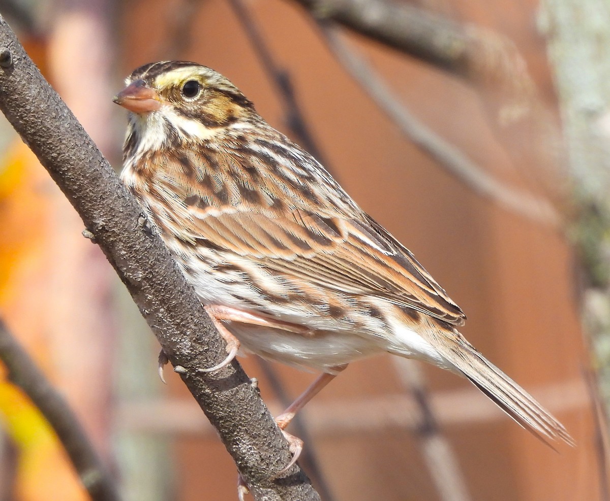 Savannah Sparrow - ML625335980