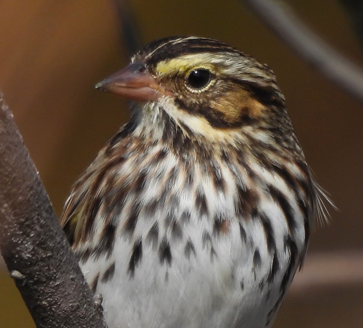 Savannah Sparrow - ML625335981